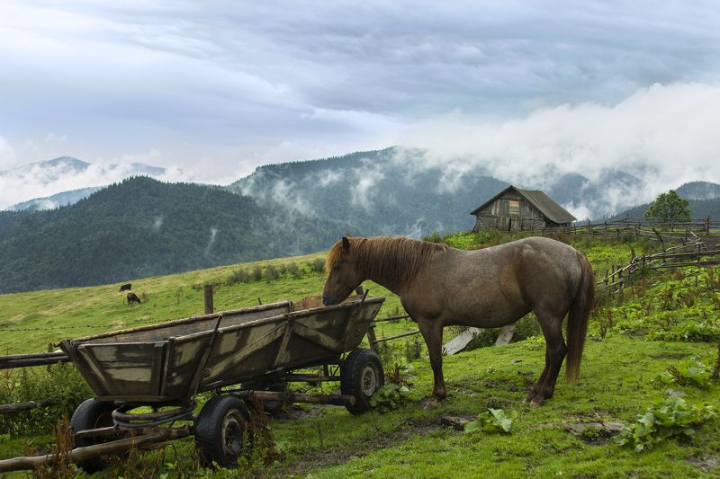 Лошадка уставшая повозку везти...photo preview