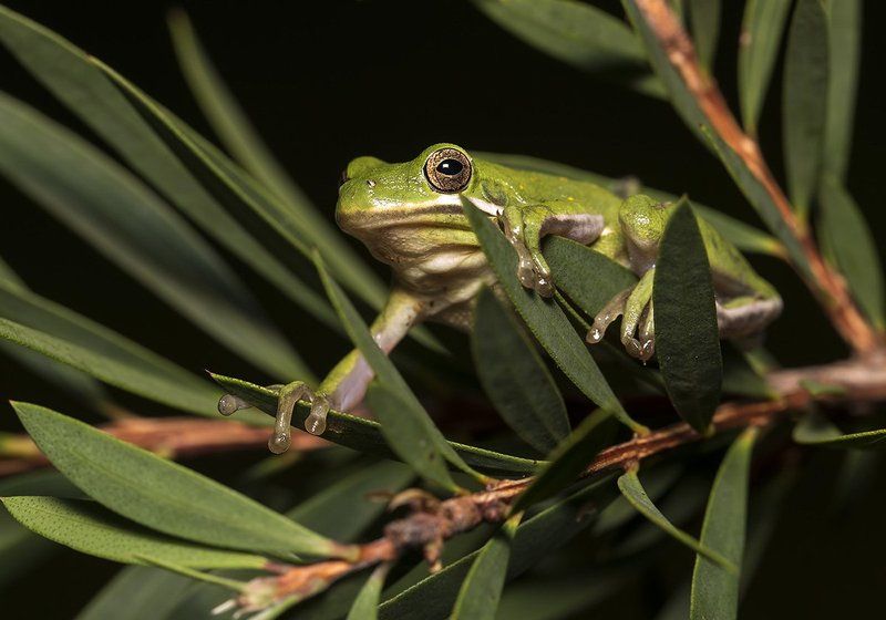 макро, квакша, лягушка, frog,  macro Frog. Зеленая североамериканская квакшаphoto preview
