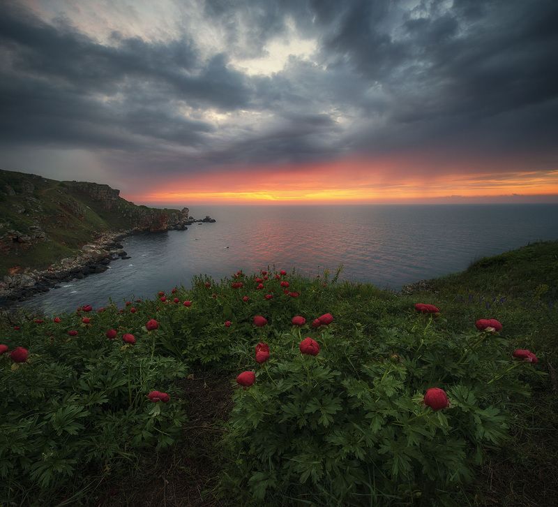 болгария Дикие пионы у берега Черного моряphoto preview