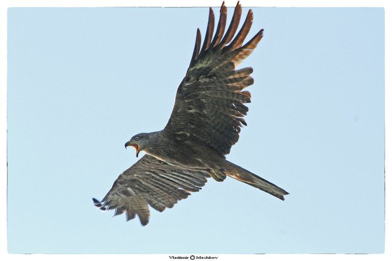 Shout of Predator. фото превью