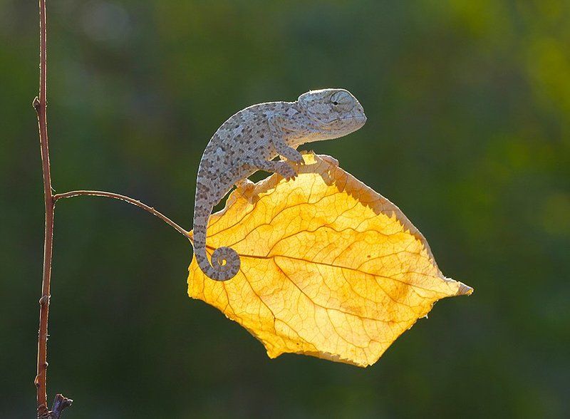 nature,animal,cute,canon,chameleon baby chameleonphoto preview