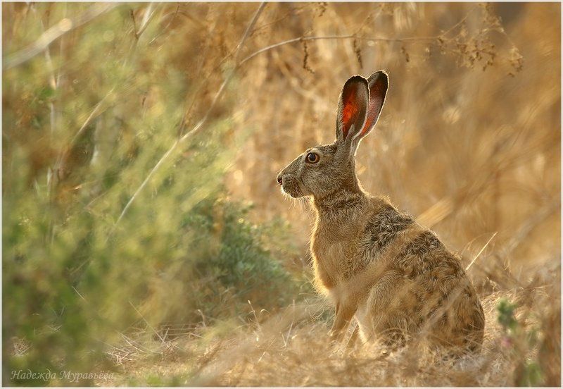 Lepus europaeus, Заяц-русак, Крым Спряталсяphoto preview