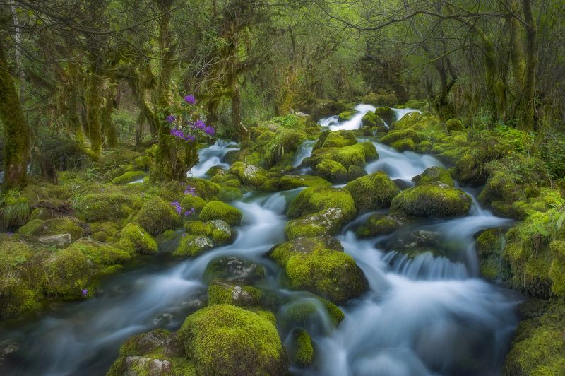 In deep woodphoto preview