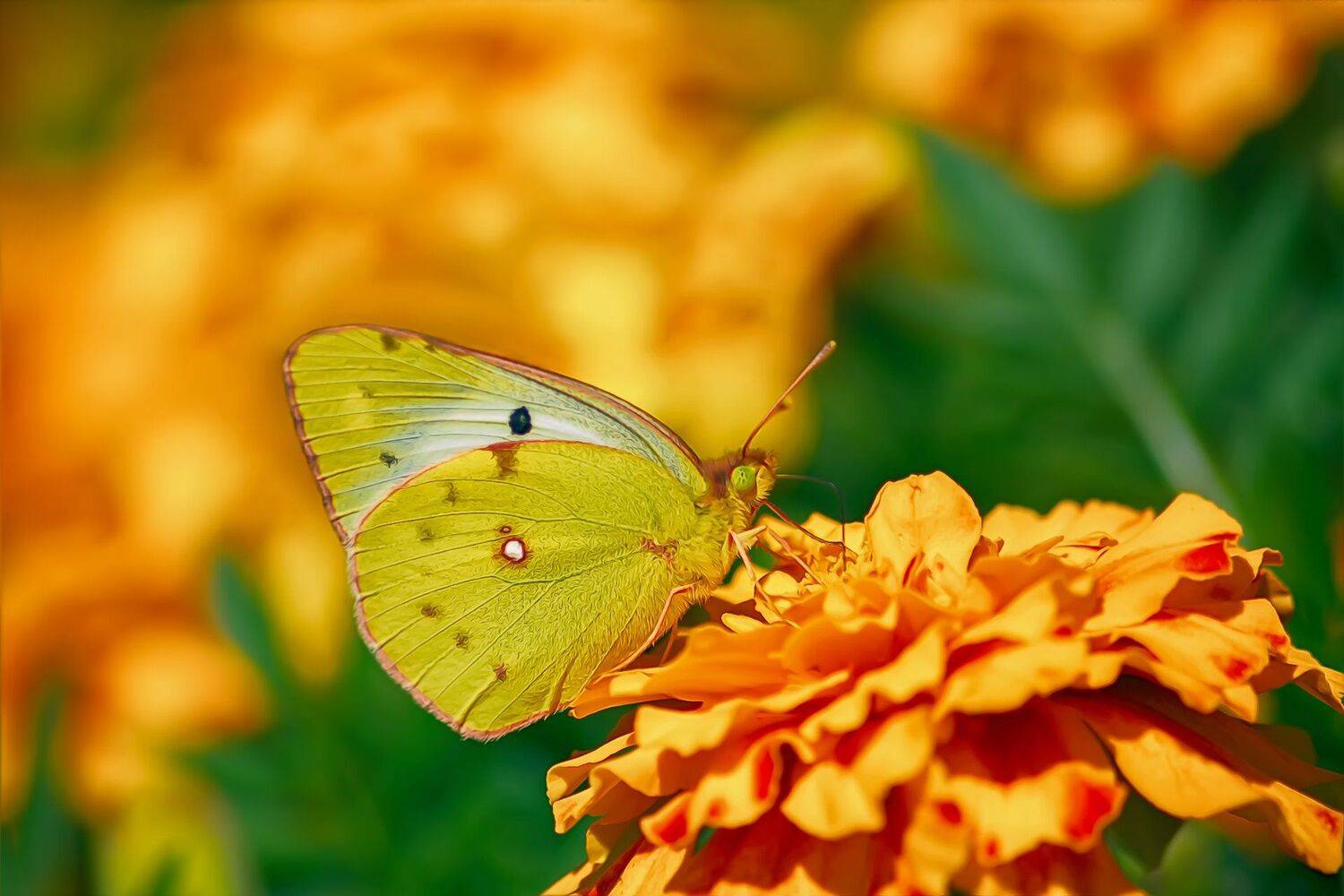 Бабочка, Желтый, Крылья, Солнце, Трава, Цветок, Юрий Котов