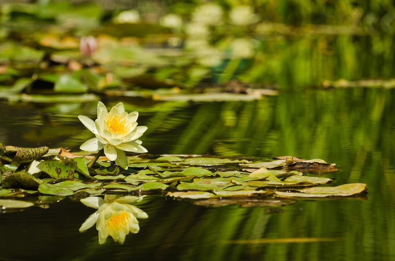 Отражениеphoto preview