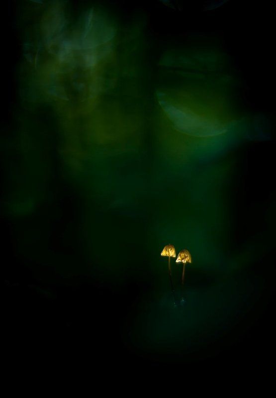 Лесные фонарики.photo preview