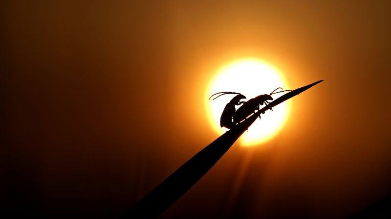 broučciphoto preview