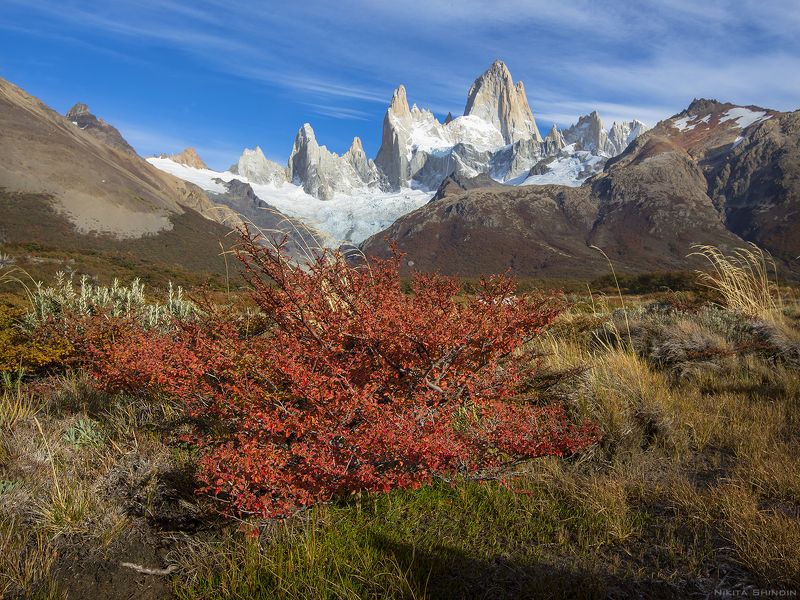 Красный кустphoto preview