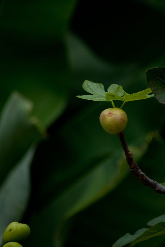 En las sombrasphoto preview