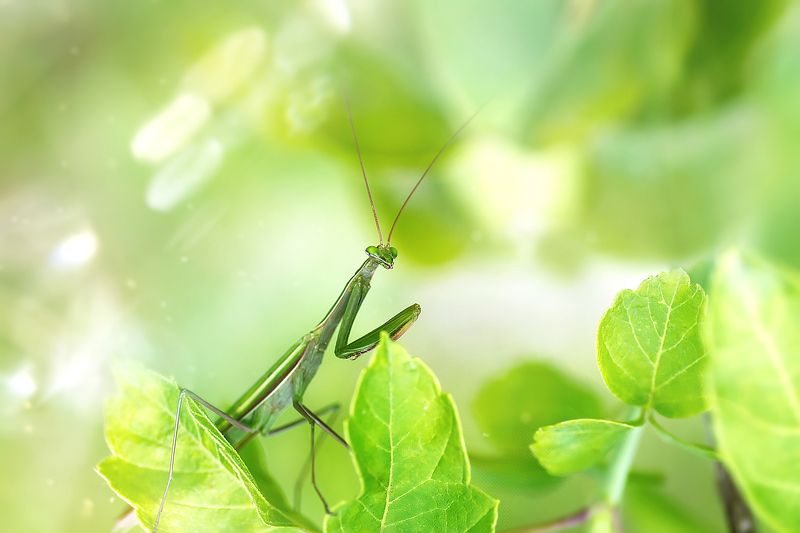 богомол, макро, природа ***photo preview