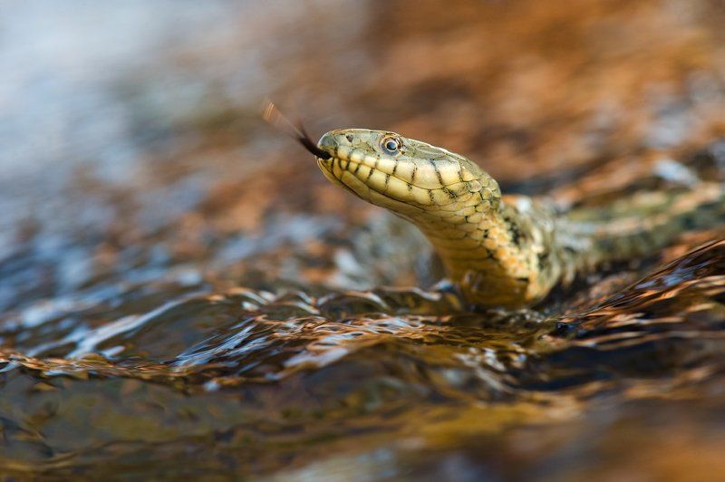 змея, уж, водяной, водяной уж, дагестан, дикая природа, россия, nature, natrix, snake, reptile, nature, wildlife, russia Закатный портретphoto preview