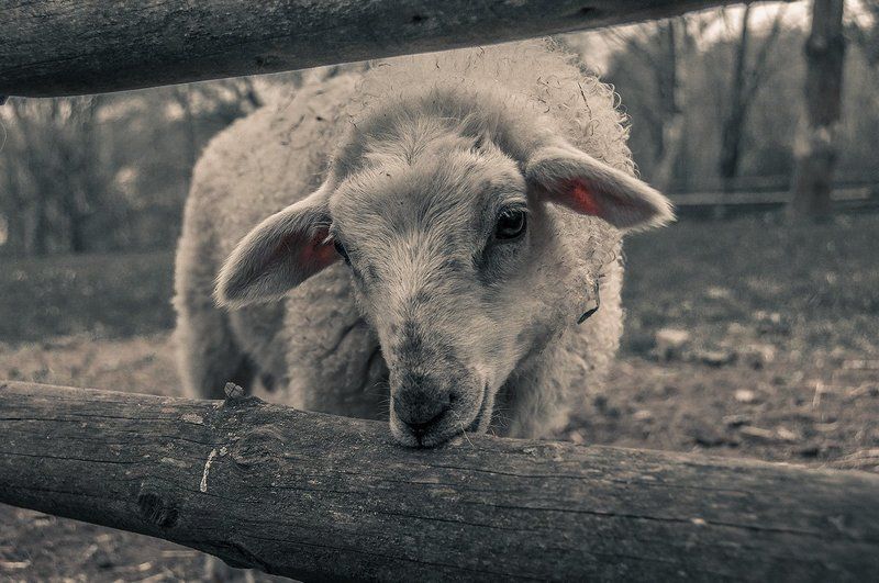 Долли...photo preview