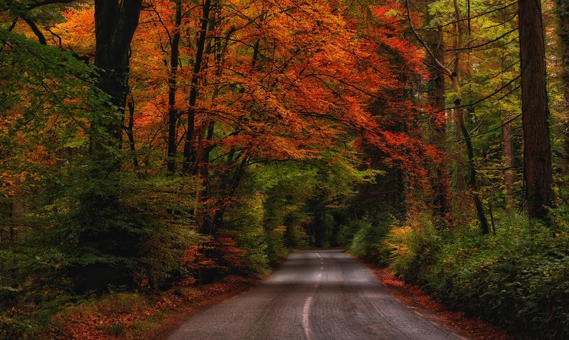 ...into the autumn...photo preview