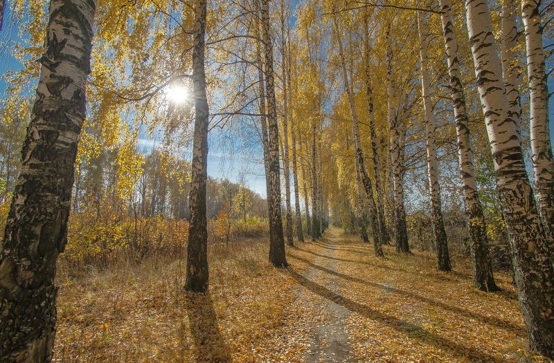 Время собирать золото...photo preview