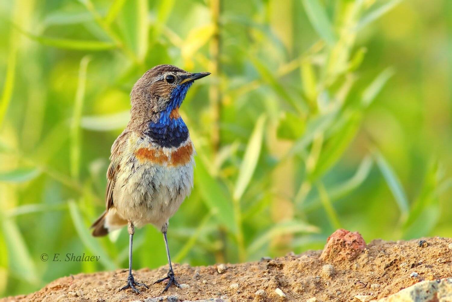 Летний .. Автор: Евгений Birds, Bluethroat, Luscinia svecica, Варакушка, Птица, Птицы, Евгений