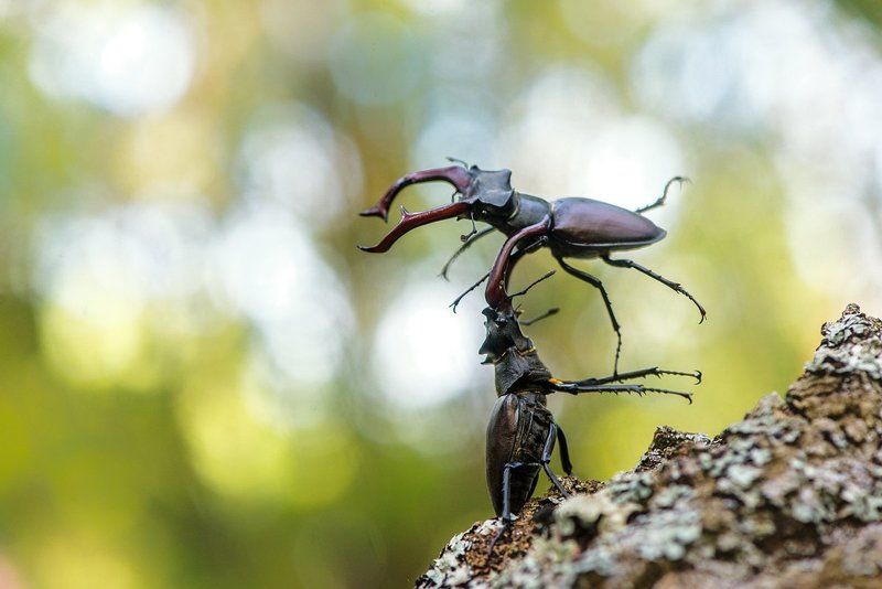 Бросок прогибомphoto preview