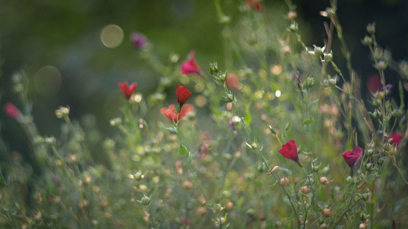 Аленький цветочекphoto preview