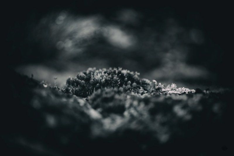 Morelia Darkphoto preview