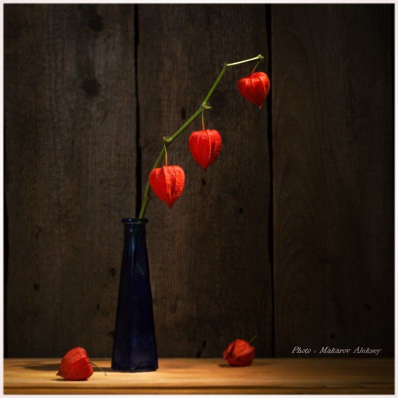 Физалисphoto preview