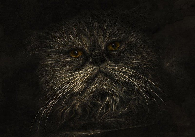 Глава семейства!photo preview