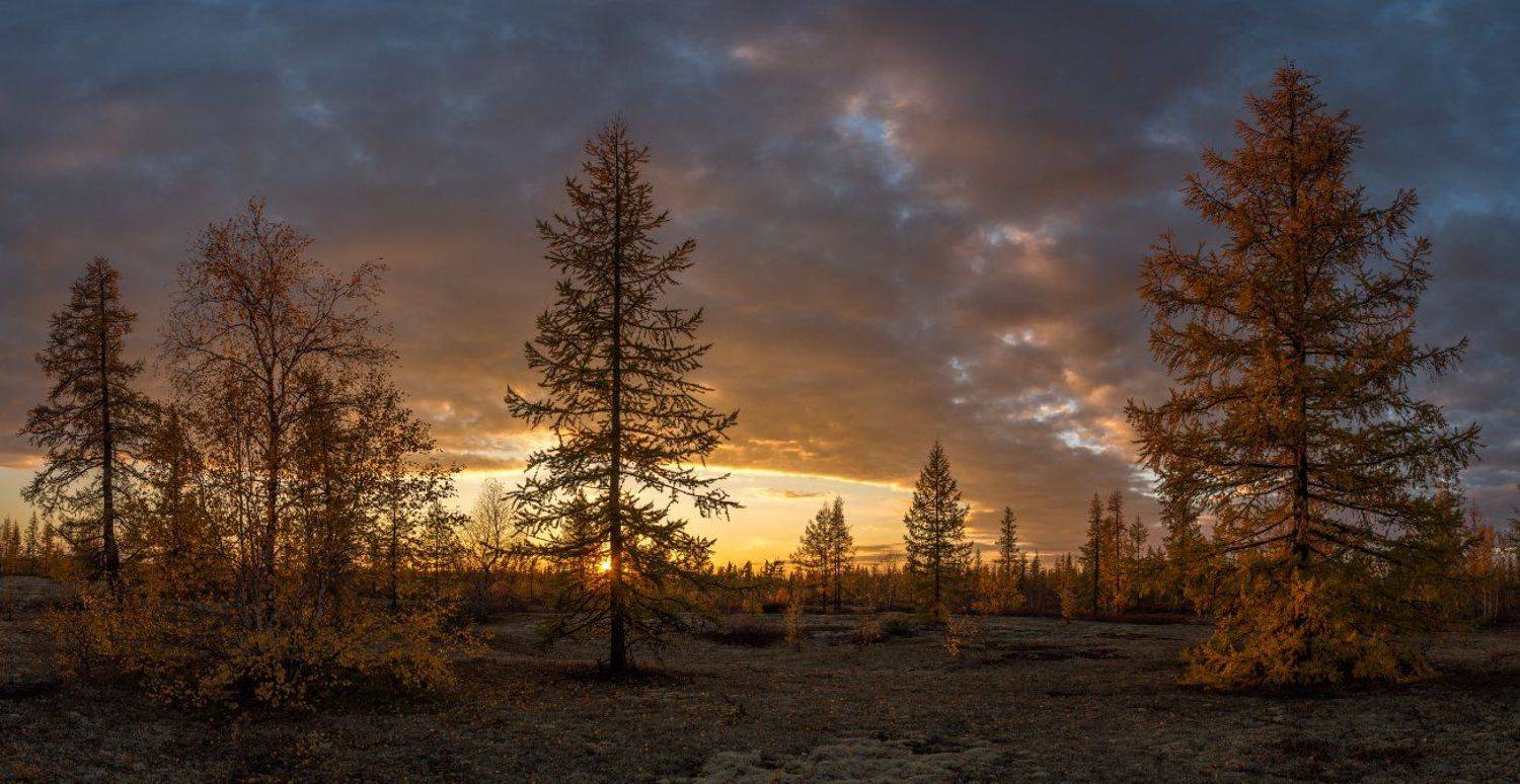Осенний закат. Автор: Андрей Снегирёв осень, закат, небо, природа, север, сибирь, янао, Андрей Снегирёв
