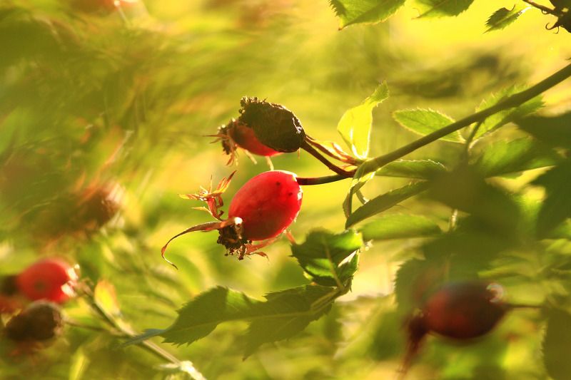 Солнечный вихрьphoto preview