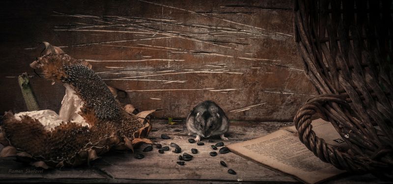 Hamster, Roman Shafoval, Still life, Sunflower Совесть - как хомяк. Или спит или грызет..photo preview