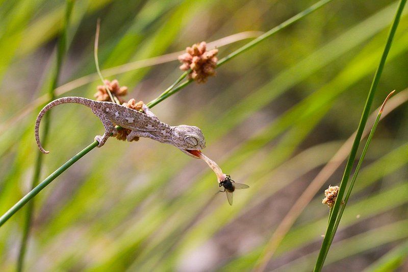nature,animals,chameleon baby hunterphoto preview