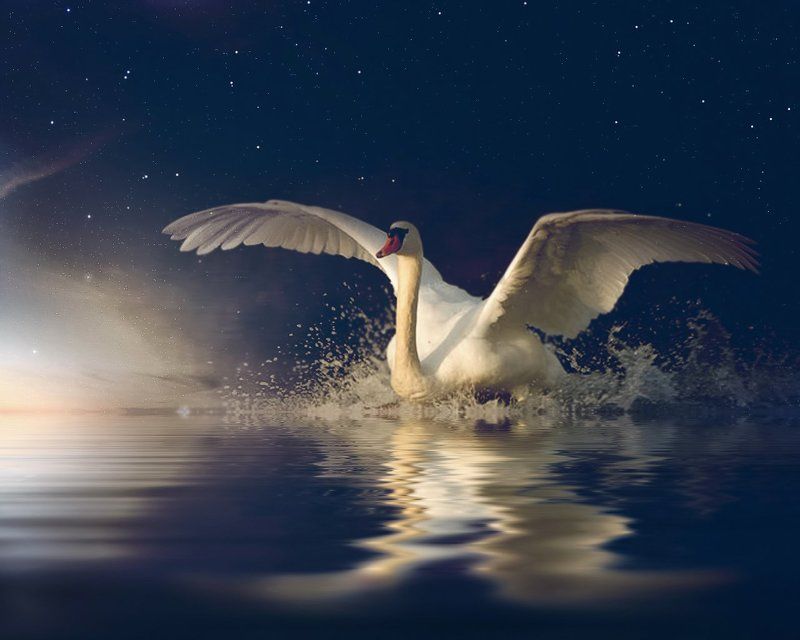 Брызги, Лебедь, Небо, Ночь, Озеро ****photo preview