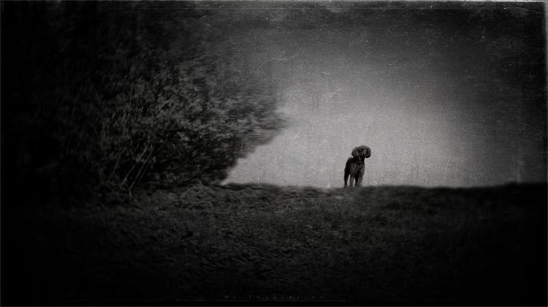 Про собакуphoto preview