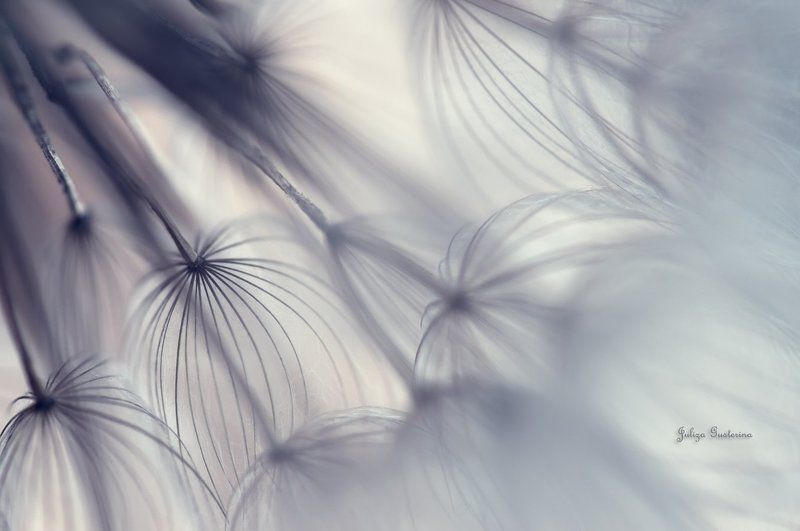 мир пушинокphoto preview