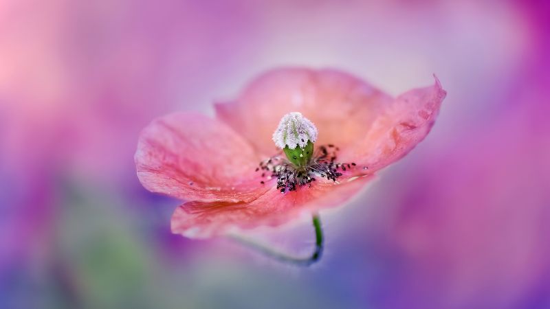 Natura Magicaphoto preview