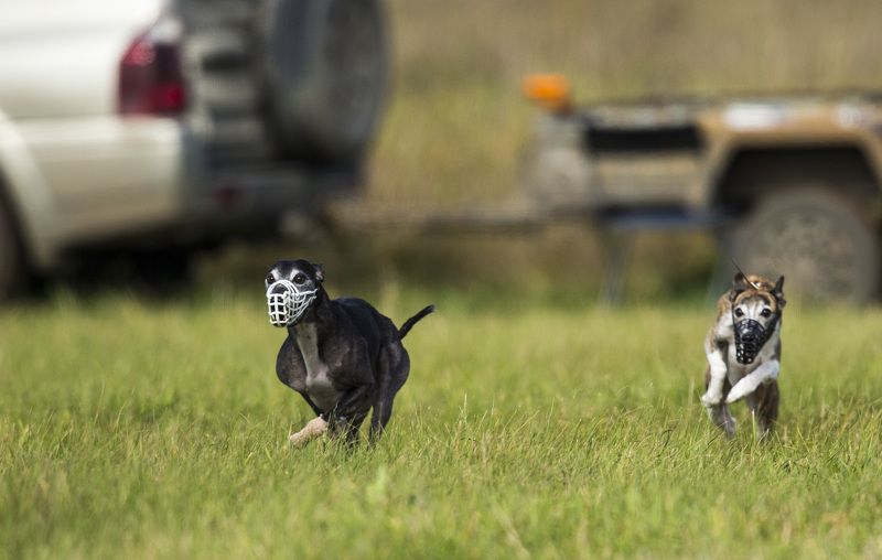 Собачьи бегаphoto preview