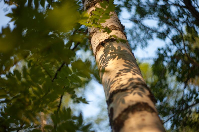 TREE COLOUR ***photo preview