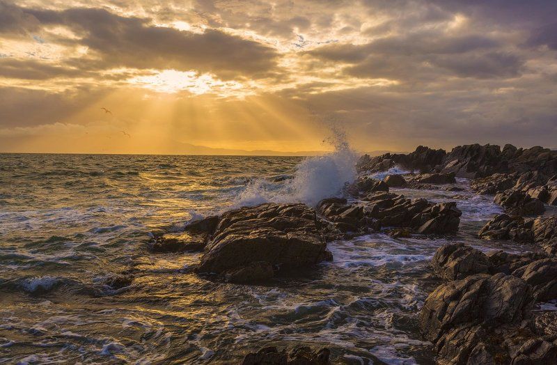 Чайки!photo preview