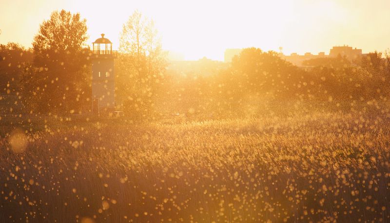 золото, свет, закат, солнце, цвет, атмосфера, природа, Россия, Омск, поле, shine, atmosphere,sun, sunny, color Золотые краскиphoto preview