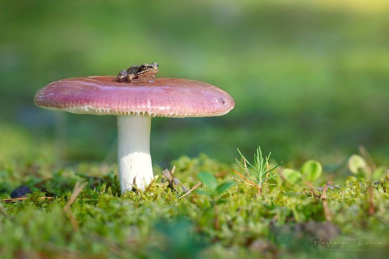 Лесные прогулкиphoto preview