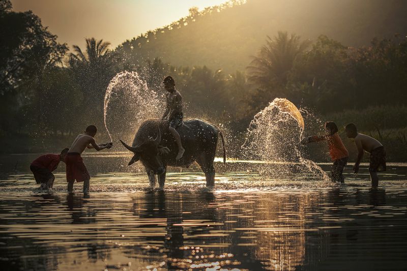 agriculture; asia; asian; background; beautiful; beauty; boy; buffalo; cambodia; cambodian; cheerful; child; country; cute; face; family; farm; farmer; farming; female; grass; green; hair; happiness; happy; healthy; herding; indonesia; laos; leisure; life Children shower Buffalo .photo preview