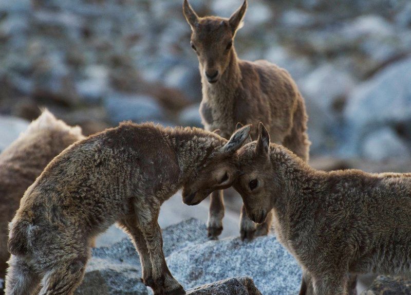 Олимпийские игрыphoto preview