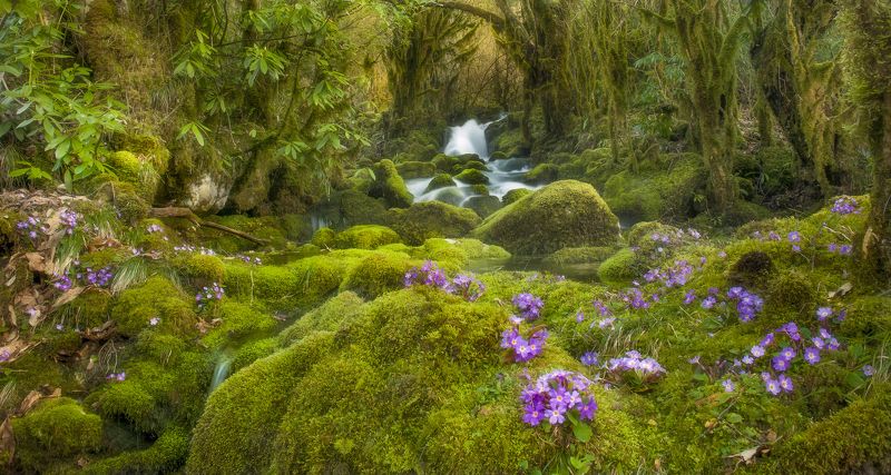 Spirit of springphoto preview