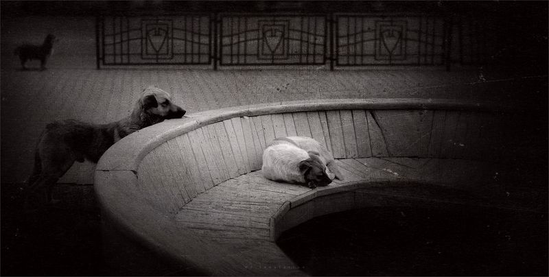 Боливар не вынесет двоихphoto preview