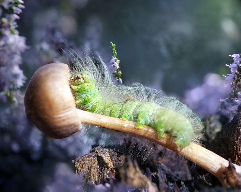 гусеница, гриб, макро ***photo preview