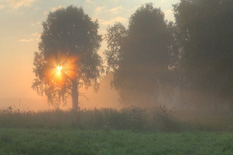 Деревья, Красота, Лето, Лучи, Небо, Пейзаж, Природа, Рассвет, Свежесть, Солнце, Туман, Утро Сквозь туманphoto preview