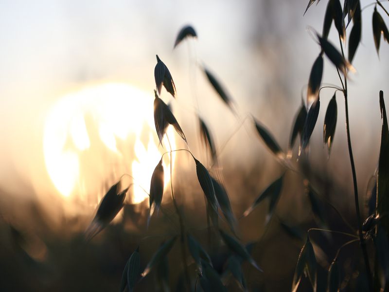 Закат, солнце, природа, трава, вечер На закатеphoto preview