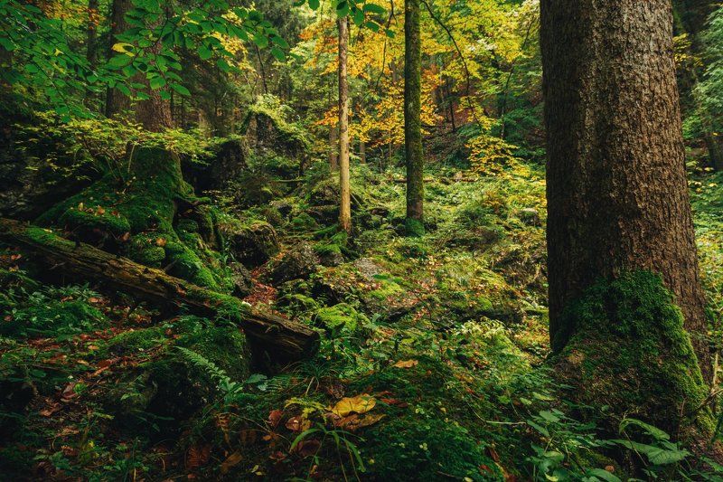 Альпы, Горы, Лес, Осень Альпийский лес дышит осеньюphoto preview