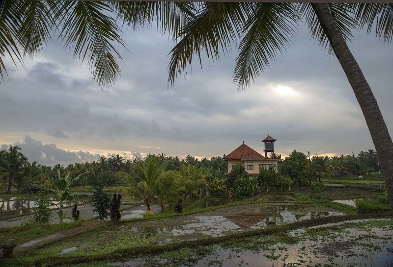 рисовые террасы, убуд, бали, тропики, пальмы, остров белые цаплиphoto preview