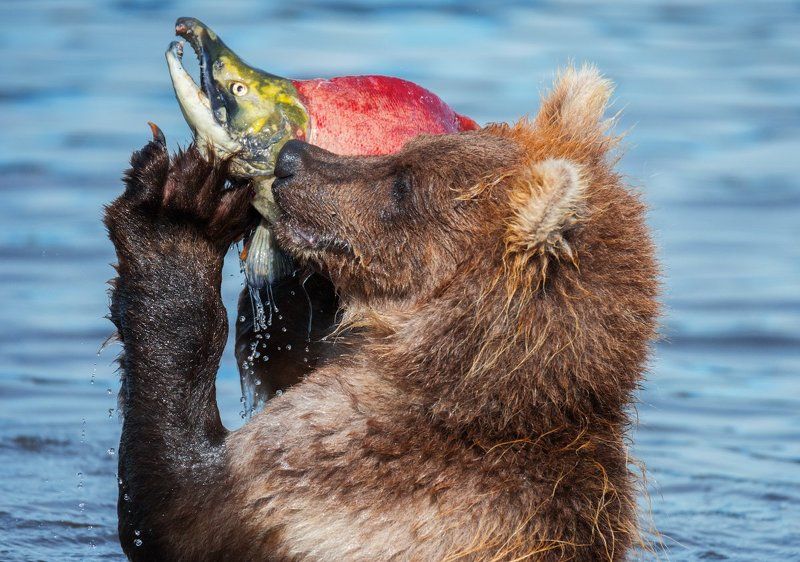 Дикая природа, Камчатка, Медведь, Медвежонок, Россия, Южно-камчатский заказник Операторphoto preview