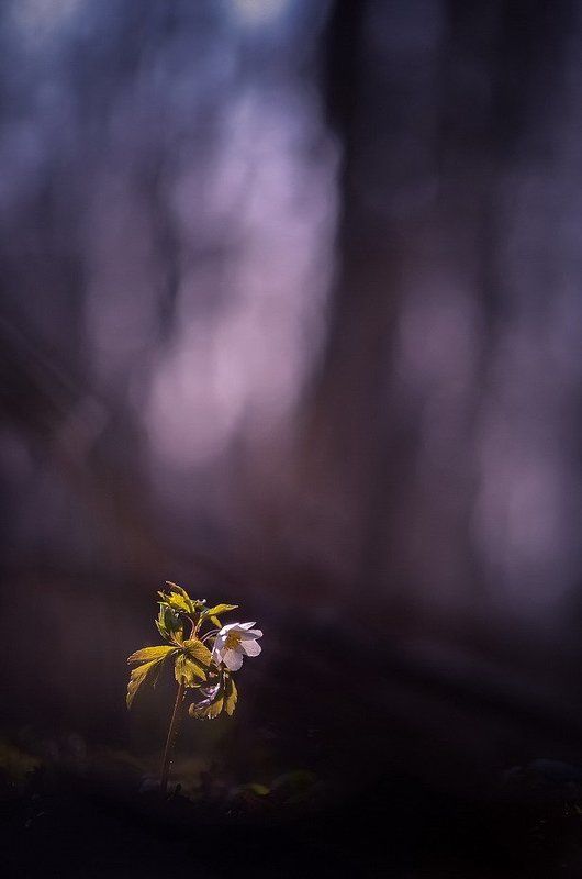 Музыка утра фото превью