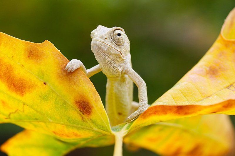 fall,autumn,nature,animal,canon,chameleon hi autumnphoto preview