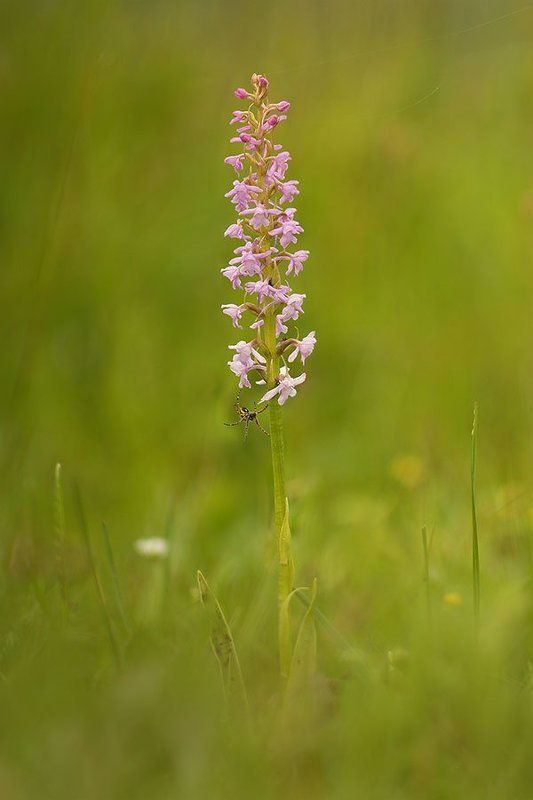 Гости одной орхидеиphoto preview